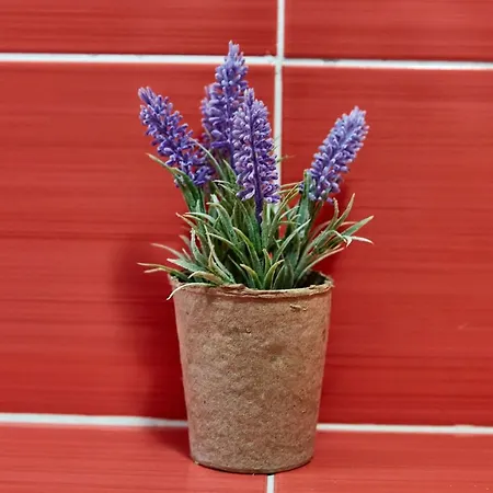 Madagascar Boutik Cytadell 4* Eforie Nord